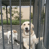 azerbaijan_animal_rescue_center_041013_9.jpg
