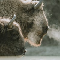 bison release october_29_2021.jpg
