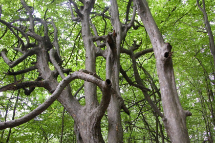 Flora of Azerbaijan