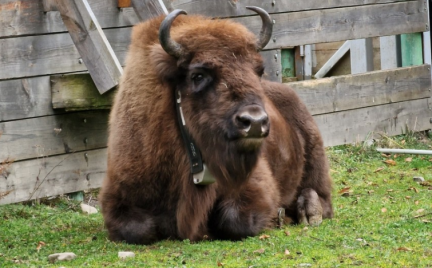 10 More Bison Were Brought as Part of the Bison Reintroduction Project