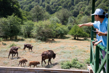 Summer Camp Bringing Bison Back to Our Nature! Took Place in Gabala